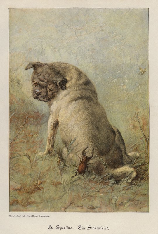 A Troublemaker (färgad gravyr) av Heinrich Sperling