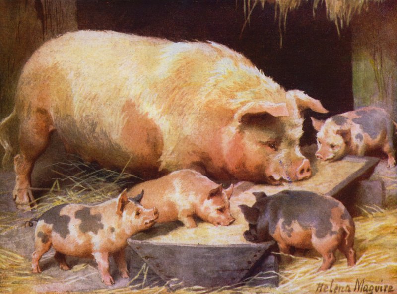 Sugga och smågrisar (färg litho) av Helena J. Maguire