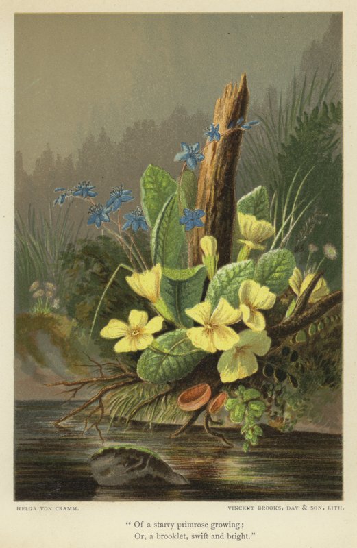 En stjärnklar primula som växer, eller en bäck, snabb och ljus. av Helga von Cramm