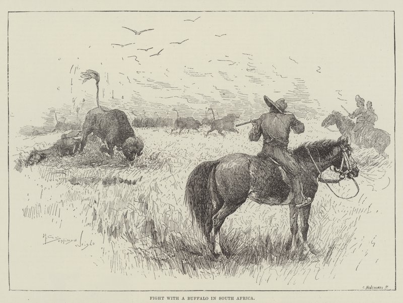 Slåss med en buffel i Sydafrika av Henry Charles Seppings Wright