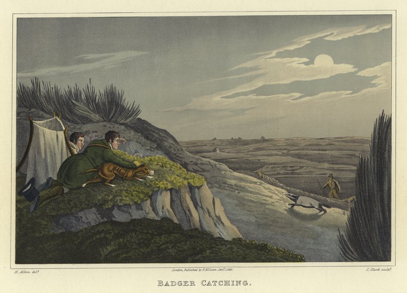 Grävling fånga (chromolitho) av Henry Thomas Alken
