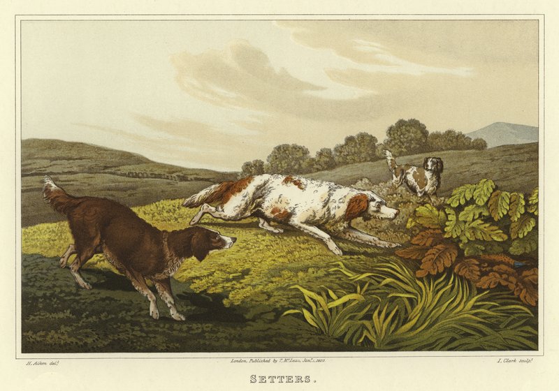 Setters (chromolitho) av Henry Thomas Alken