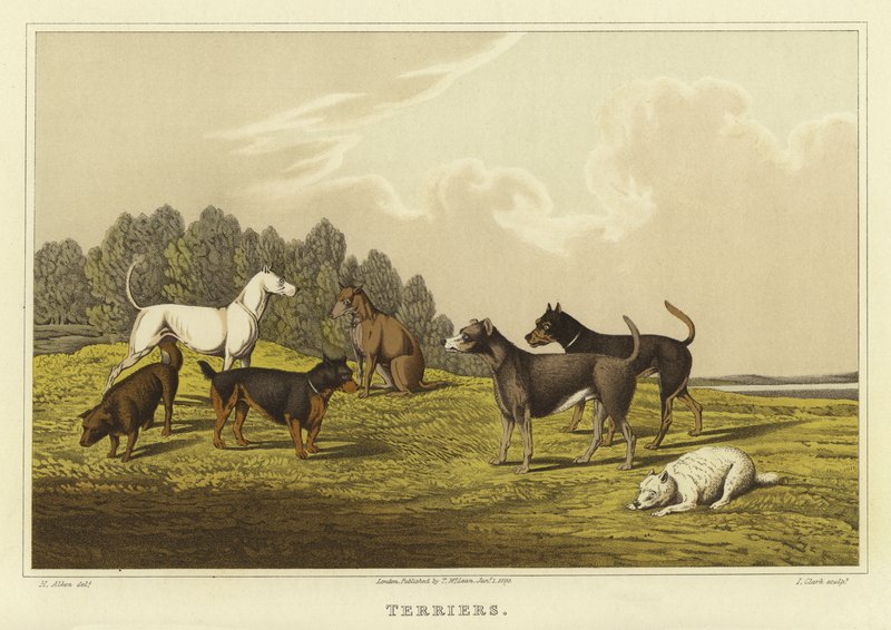 Terrier (chromolitho) av Henry Thomas Alken