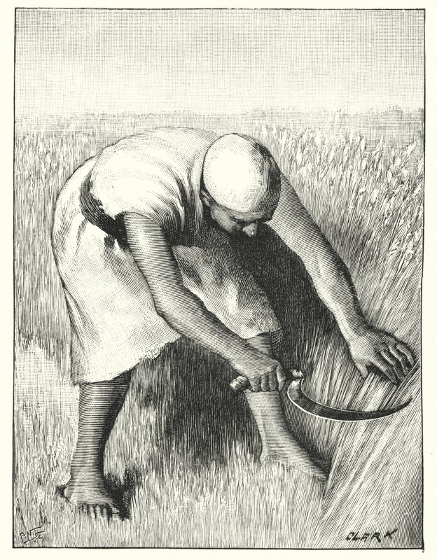 Skörda i öst (litho) av Henry Andrew Harper