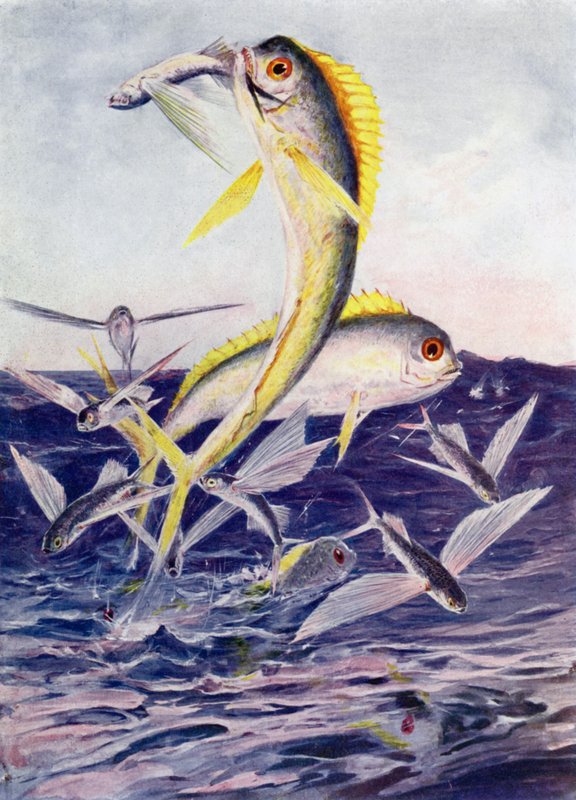 Flygande fiskar attackerade av Henry Charles Seppings Wright