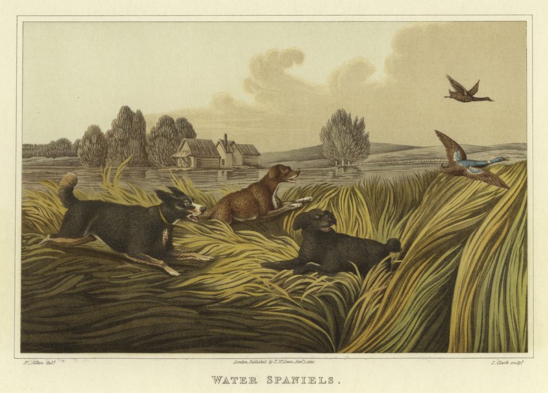 Vattenspaniels (chromolitho) av Henry Thomas Alken