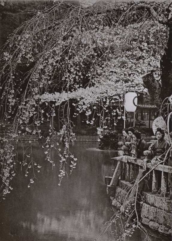 Cherry-Blossom Time i Japan (s/v foto) av Herbert Ponting