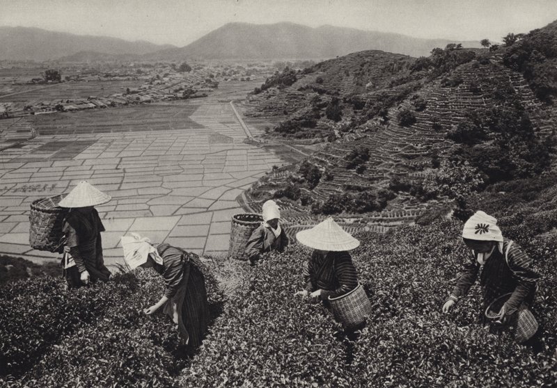Japan på 1920-talet: Teskörd (s/v foto) av Herbert Ponting