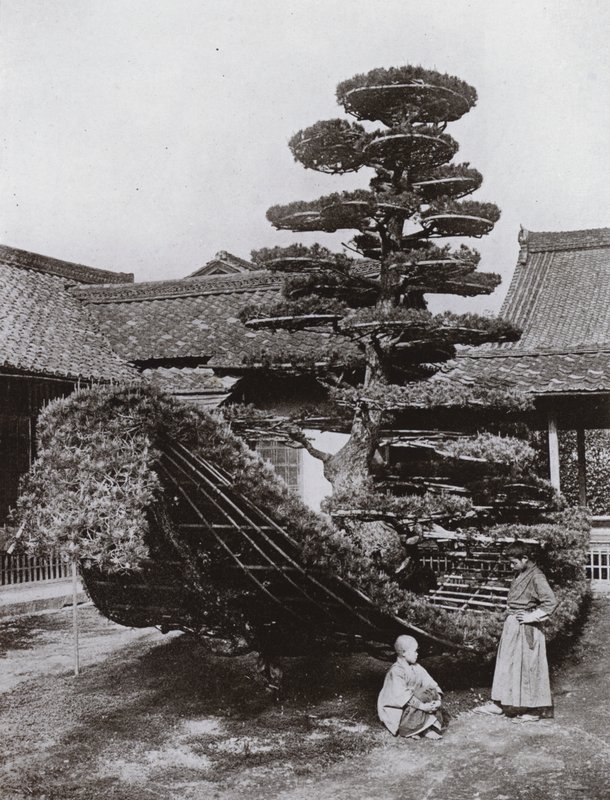 Pine-Tree Junk vid Kinkakuji (s/v foto) av Herbert Ponting