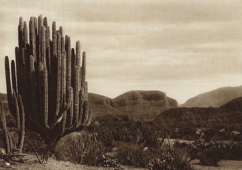 Mexiko: Cuicatian, "Cereus candelabrum" (svartvitt foto) av Hugo Brehme
