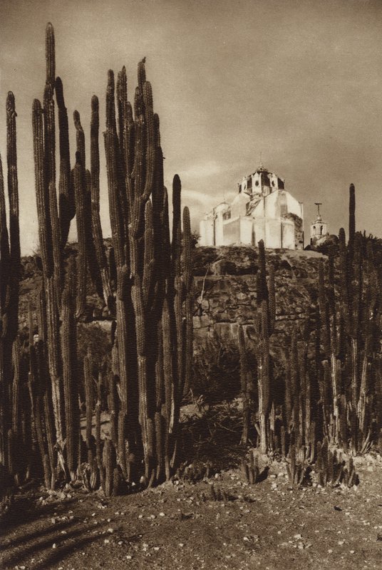 Mexiko: Zapottlan, "Cereus bavosus" (svartvitt foto) av Hugo Brehme