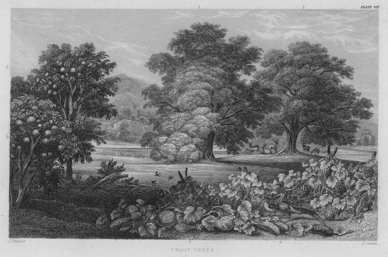 Fruktträd (färgad gravyr) av J. (after) Stewart