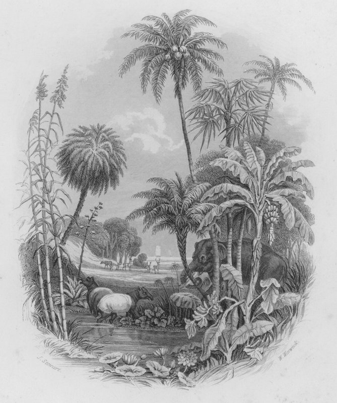 Grönsaksriket (färgad gravyr) av J. (after) Stewart