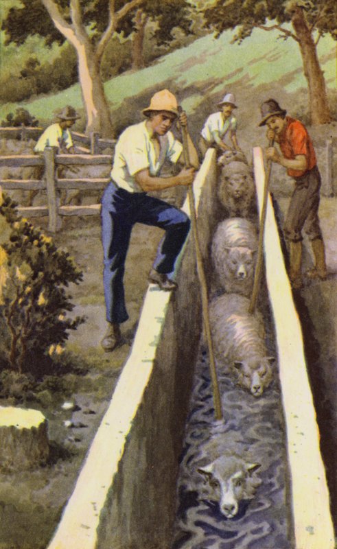 Fårdoppning (färg litho) av J. Macfarlane