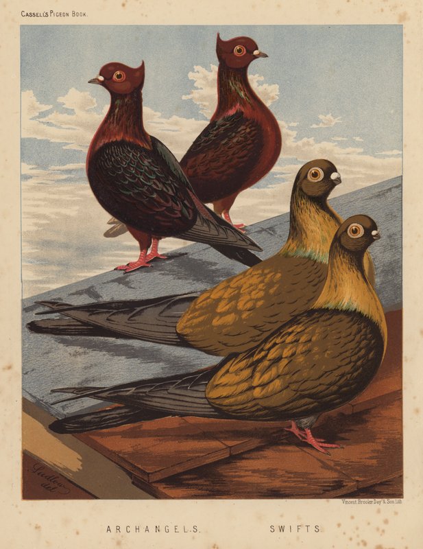 Duvor: Ärkeänglar; Swifts (färg litho) av J. W. (after) Ludlow