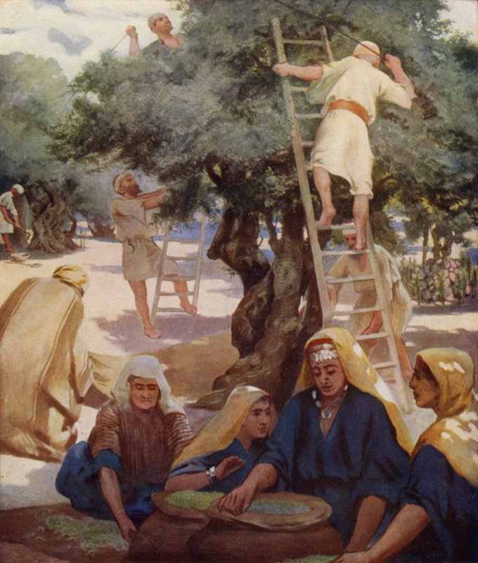 Olive Yard av James Clark