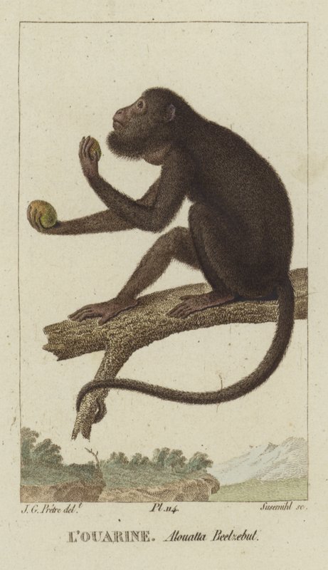 Red-handed vrålare av Jean Gabriel Pretre
