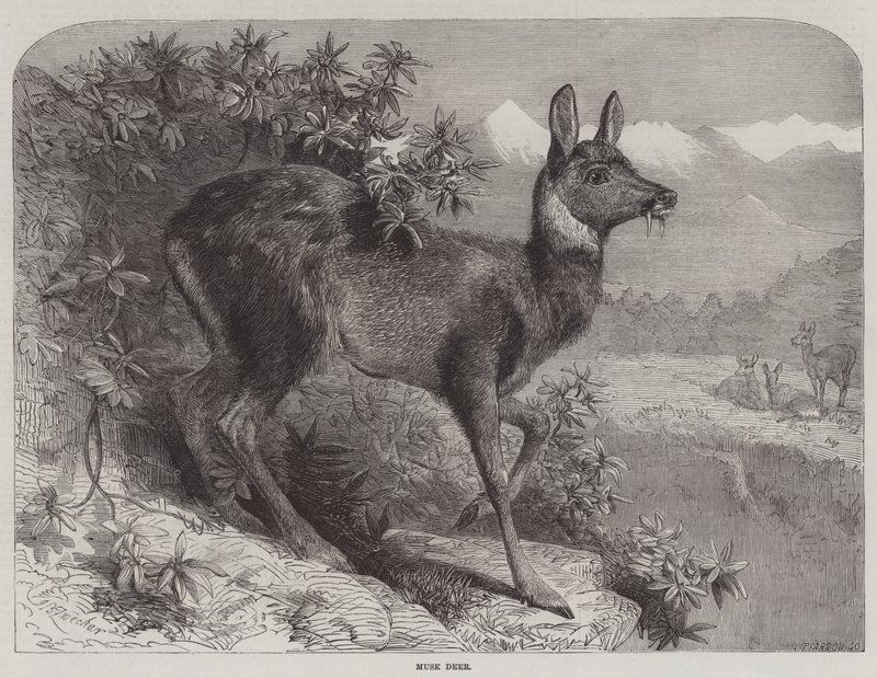 Myskhjort av Johann Baptist Zwecker