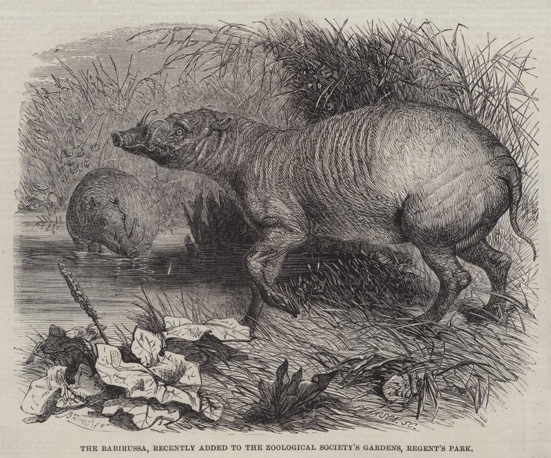 The Babirussa, som nyligen lades till i Zoological Society