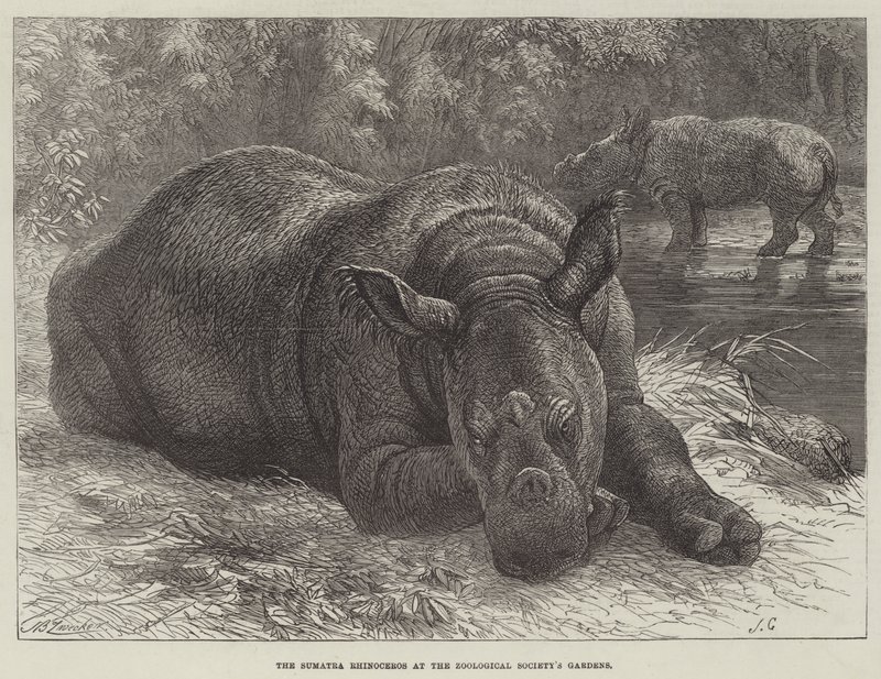 Sumatra-noshörningen vid Zoologiska Samfundets trädgårdar av Johann Baptist Zwecker