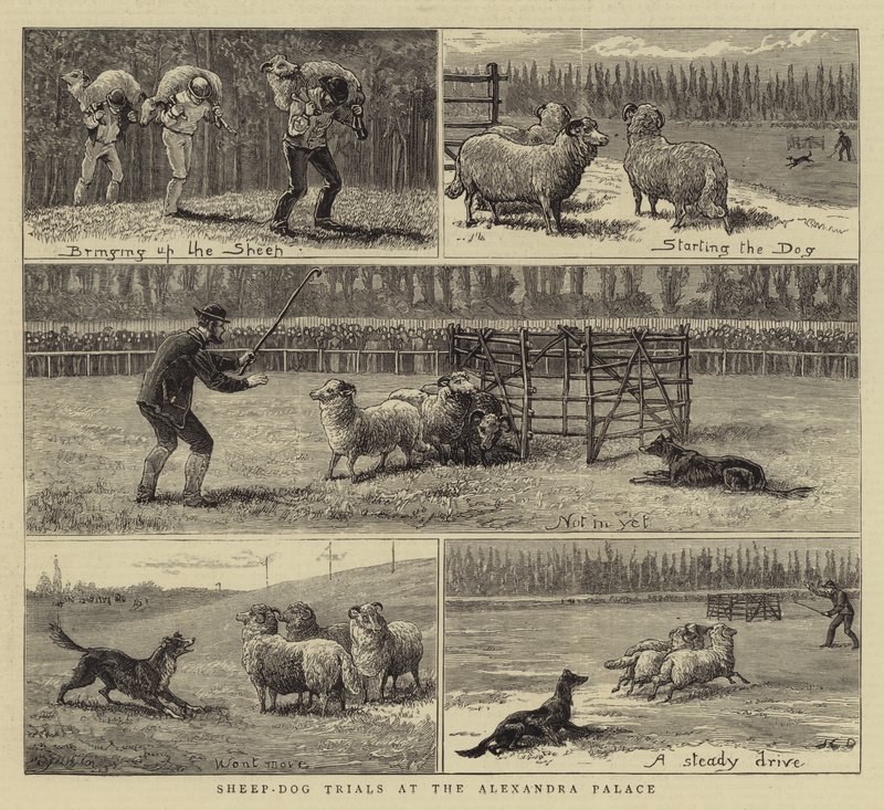 Fårhundsförsök på Alexandrapalatset av John Charles Dollman