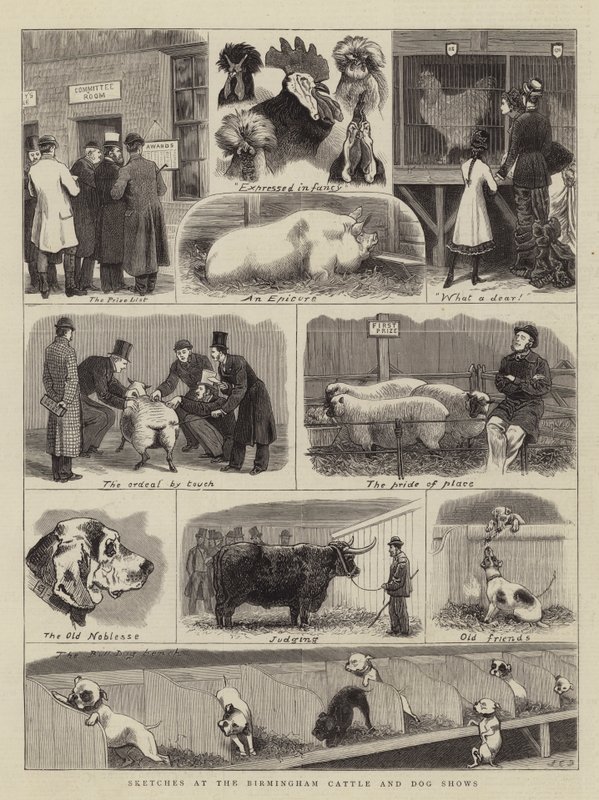 Skisser från Birmingham Cattle and Dog Shows av John Charles Dollman