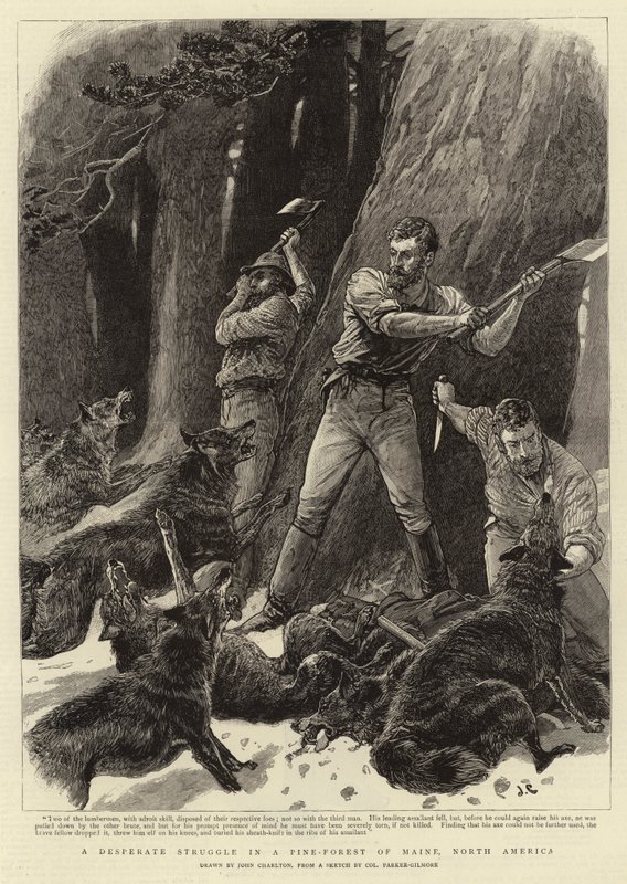 En desperat kamp i en tallskog i Maine, Nordamerika av John Charlton