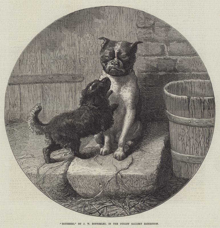 Bothered av John William Bottomley