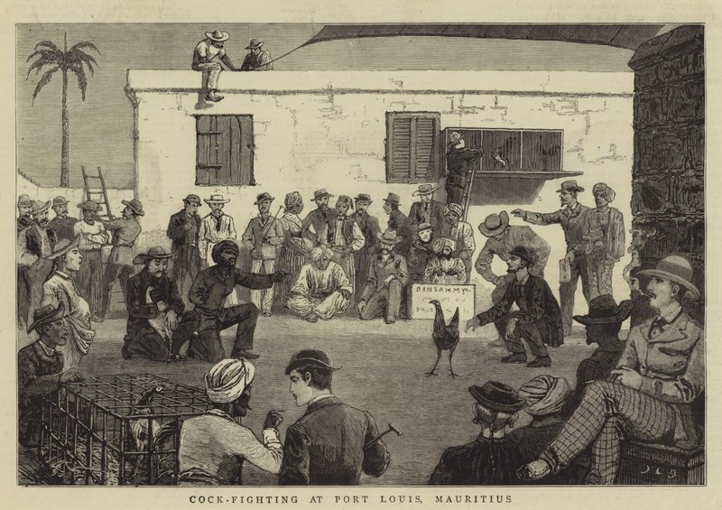 Tuppkamper i Port Louis, Mauritius av John Charles Dollman