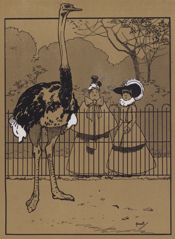 Strutsfjädrar (färg litho) av John Hassall