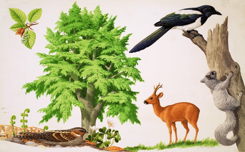 Bokträdet av John Rignall