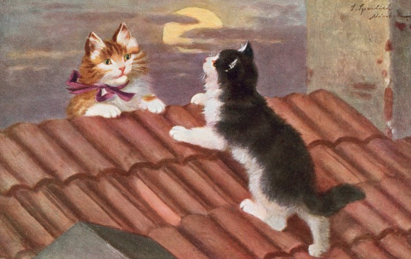 Vykort med katt (färglitografi) av Josef Sperlich