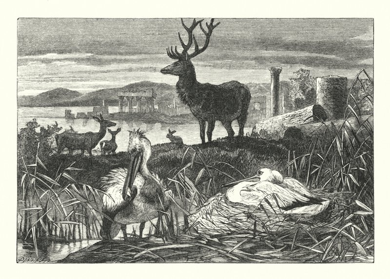 Decay of Earthly Pomp (gravyr) av Joseph (after) Wolf