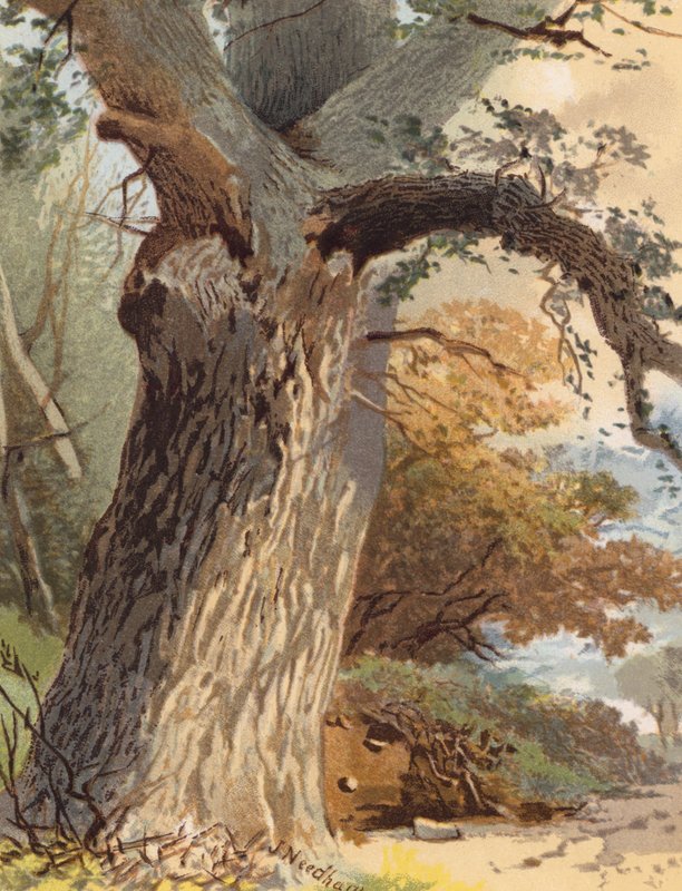 Elm-Trunk (färglitografi) av Joseph Needham