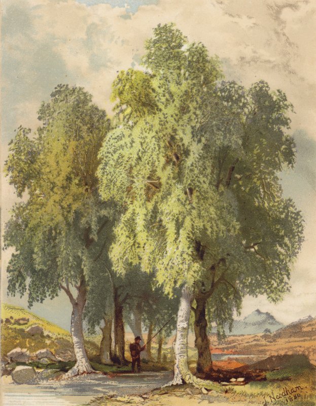 Grupp av björkar (färglitografi) av Joseph Needham