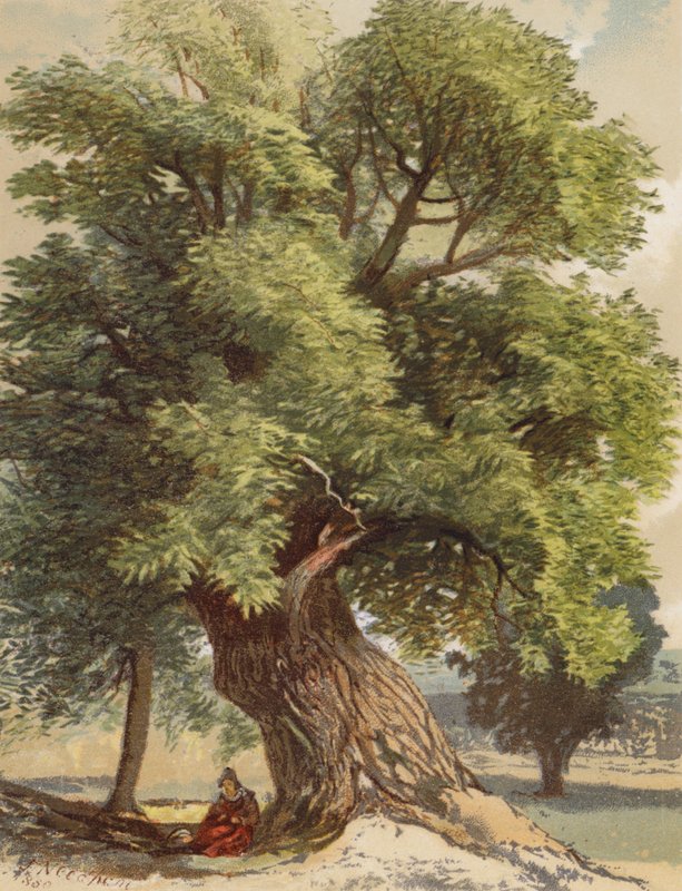 Gammal kastanj (färglitografi) av Joseph Needham