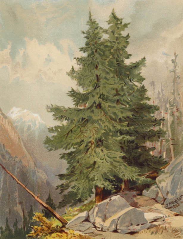 Lärken, alplandskap (färglitografi) av Joseph Needham
