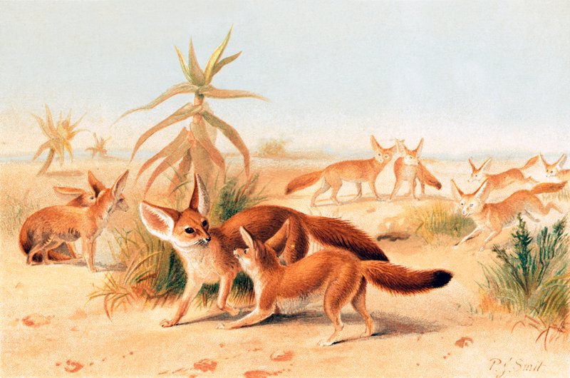 Afrikanska fennecs av Joseph Smit
