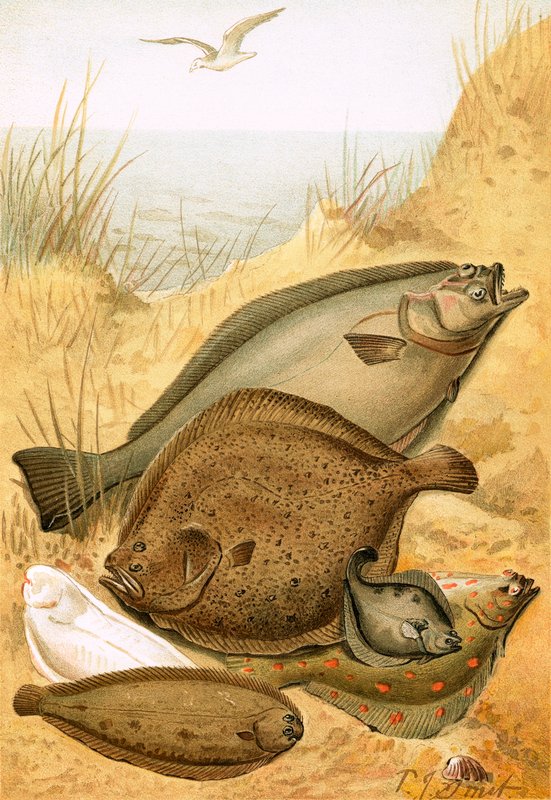 Platt fisk av Joseph Smit