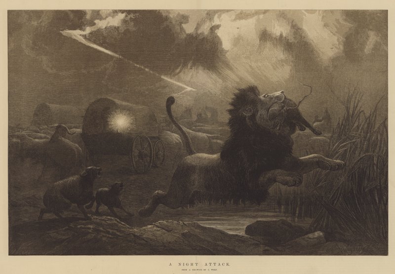 En nattattack av Joseph Wolf