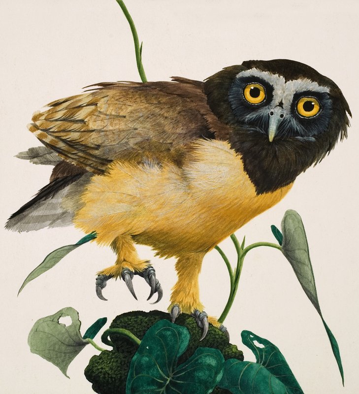 Brilluggla av Kenneth Lilly