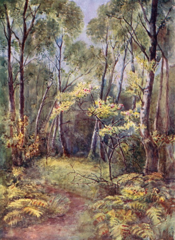 I Leigh Woods av Laura Annie Happerfield