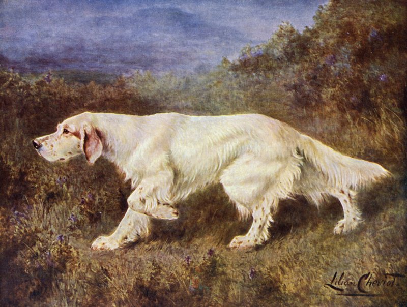 Mr J J Holgates typiska engelska setter Mallwyd Ned av Lilian Cheviot