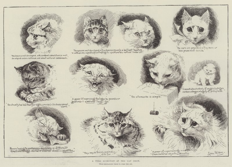 En Tyro-forskare på Cat Show av Louis Wain