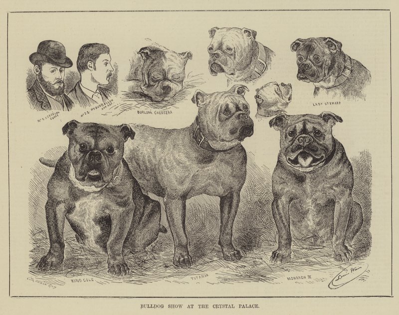 Bulldogshow på Crystal Palace av Louis Wain