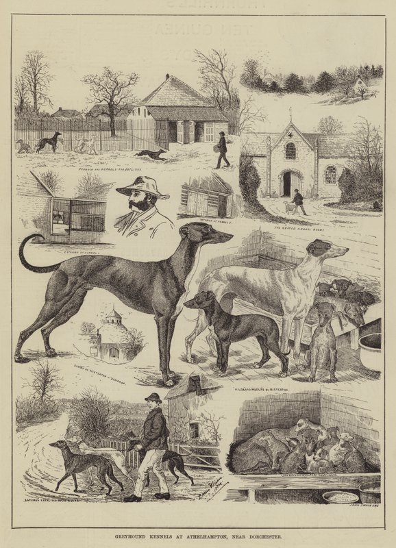 Greyhound Kennels i Athelhampton, nära Dorchester av Louis Wain