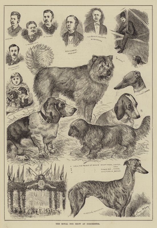 Royal Dog Show i Dorchester av Louis Wain
