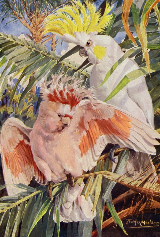 Kakaduan (färg litho) av Louis Fairfax Muckley