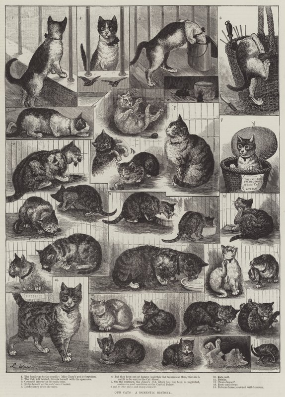 Våra katter, en inhemsk historia av Louis Wain