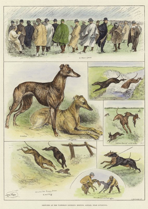 Skisser på Waterloo Coursing Meeting av Louis Wain